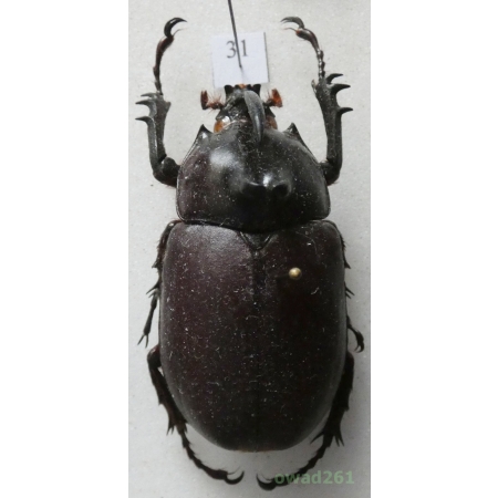 Eupatorus birmanicus Arrow, 1908 male Thailand +45mm31